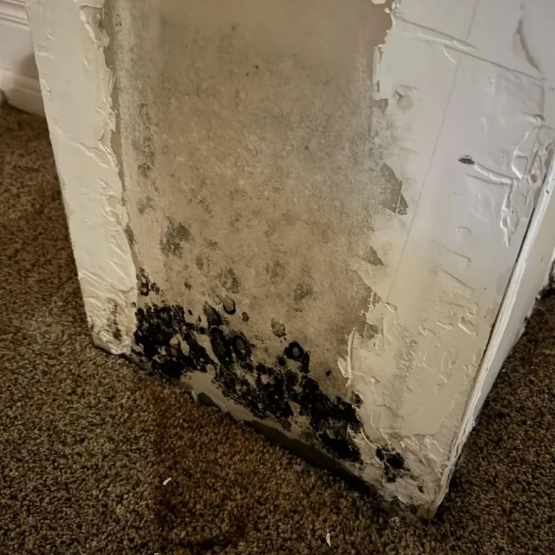 Professional Mold Removal in Pasco County, FL